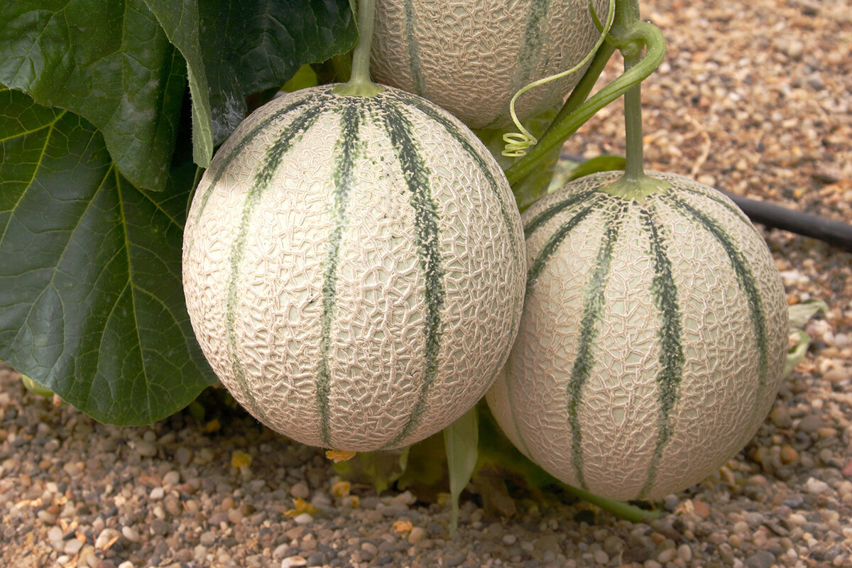 Så odlar du melon i ett växthus
