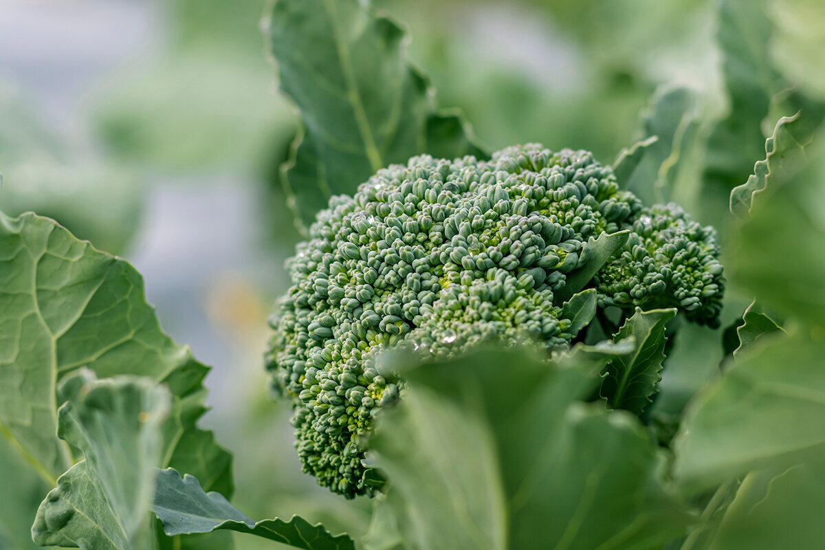 Odla broccoli i växthus – håll kronan sval