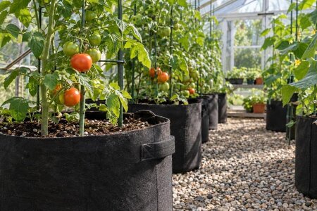Odlingssäckar i växthus: rotutrymme, avrinning och stöd