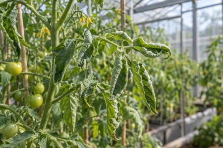 Inrullade tomatblad i växthuset – stress eller sjukdom?