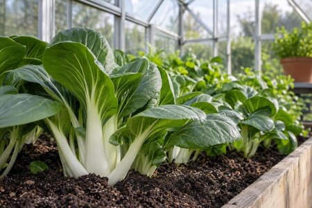 Odla pak choi i växthus under svalare perioder