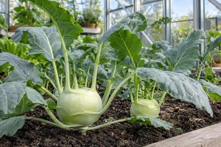 Kålrabbi i växthus – så planerar du odlingen