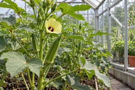 Odla okra i växthus – kräver värme och lång säsong