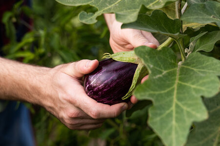 Odla aubergine i växthus