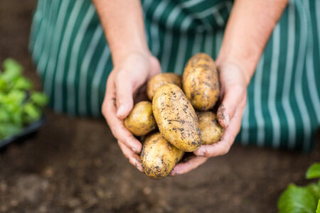Så odlar du potatis i växthus