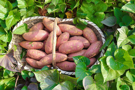 Så odlar du sötpotatis i växthus