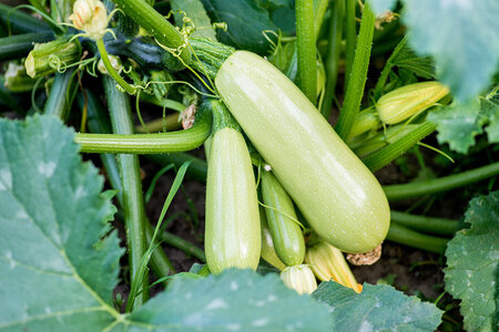 Odla zucchini i växthus – morgonen avgör skörden