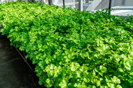 Odla koriander / cilantro i växthus